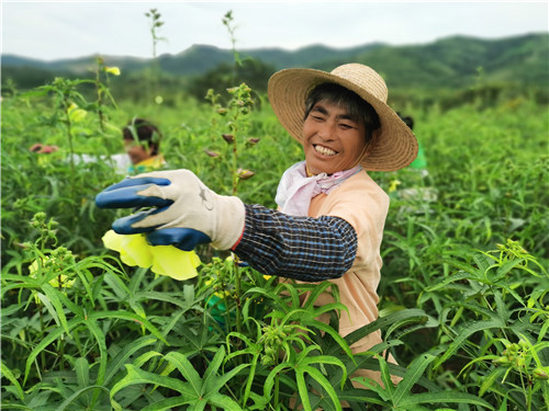丰收啦！巢湖80亩黄蜀葵开出致富花