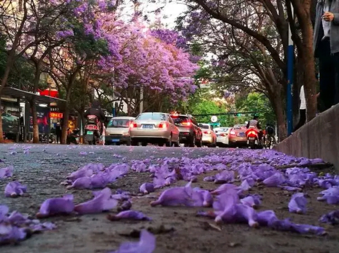 日慕蓝花楹，夜宿花香里