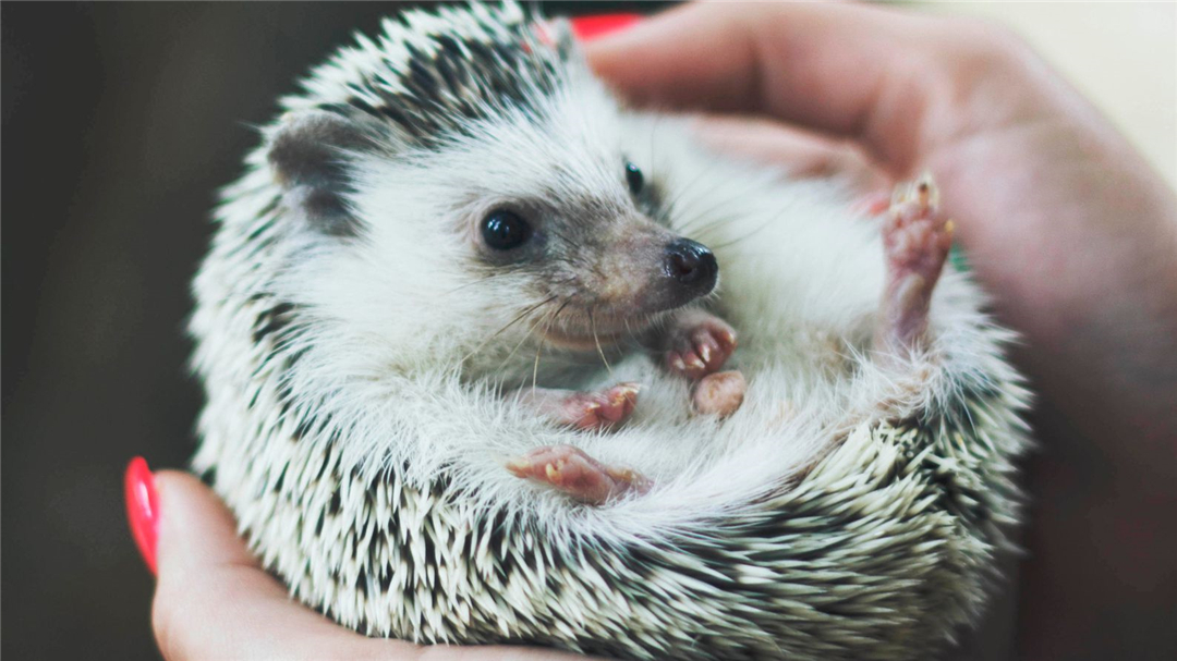 刺猬吃蛇过程,刺猬真的是蛇的天敌吗