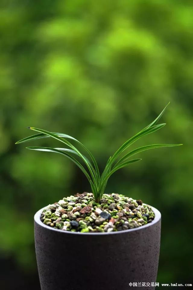 兰花花期管理方法和注意事项,刚出土的兰花花蕾是什么样子的