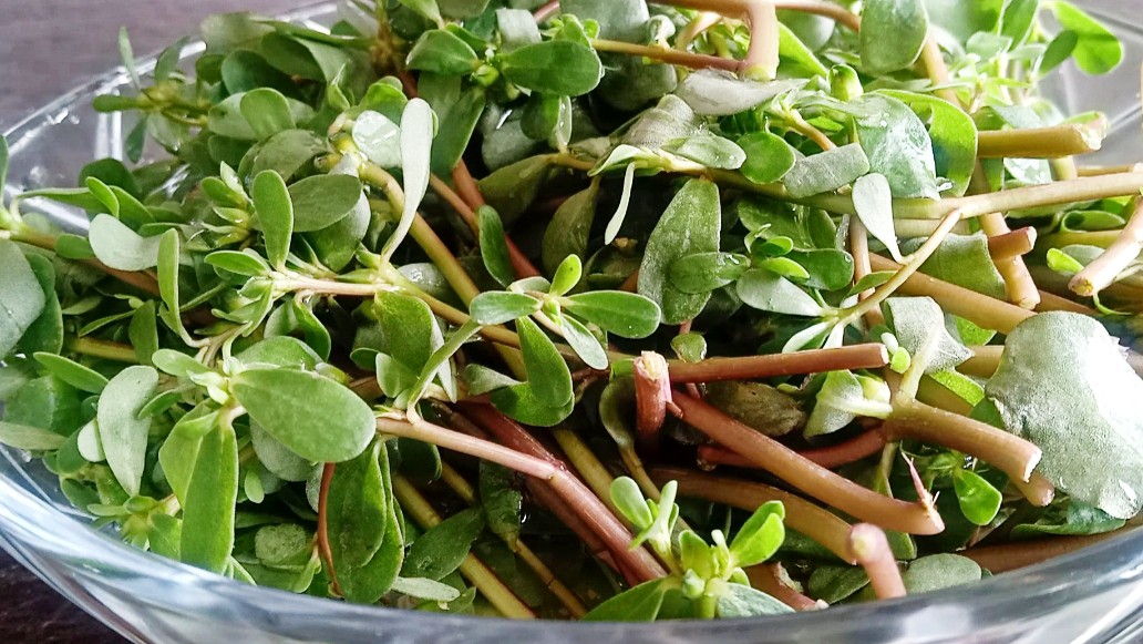 野菜马齿苋传统几种做法,马齿苋野菜做法大全