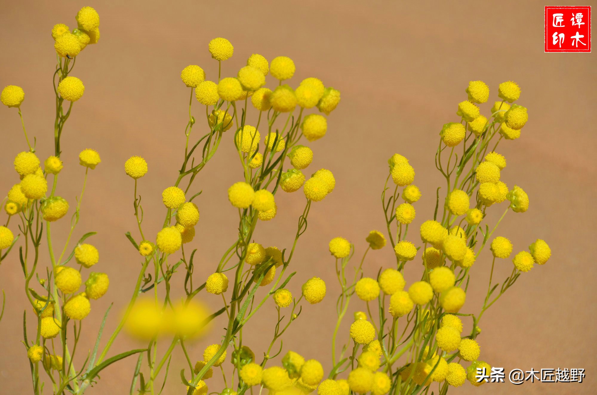 当木工学徒,当木匠的故事