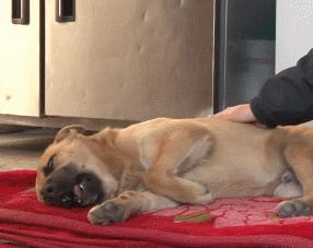 狗狗做梦的反应,原来隐藏了狗狗不同的心理