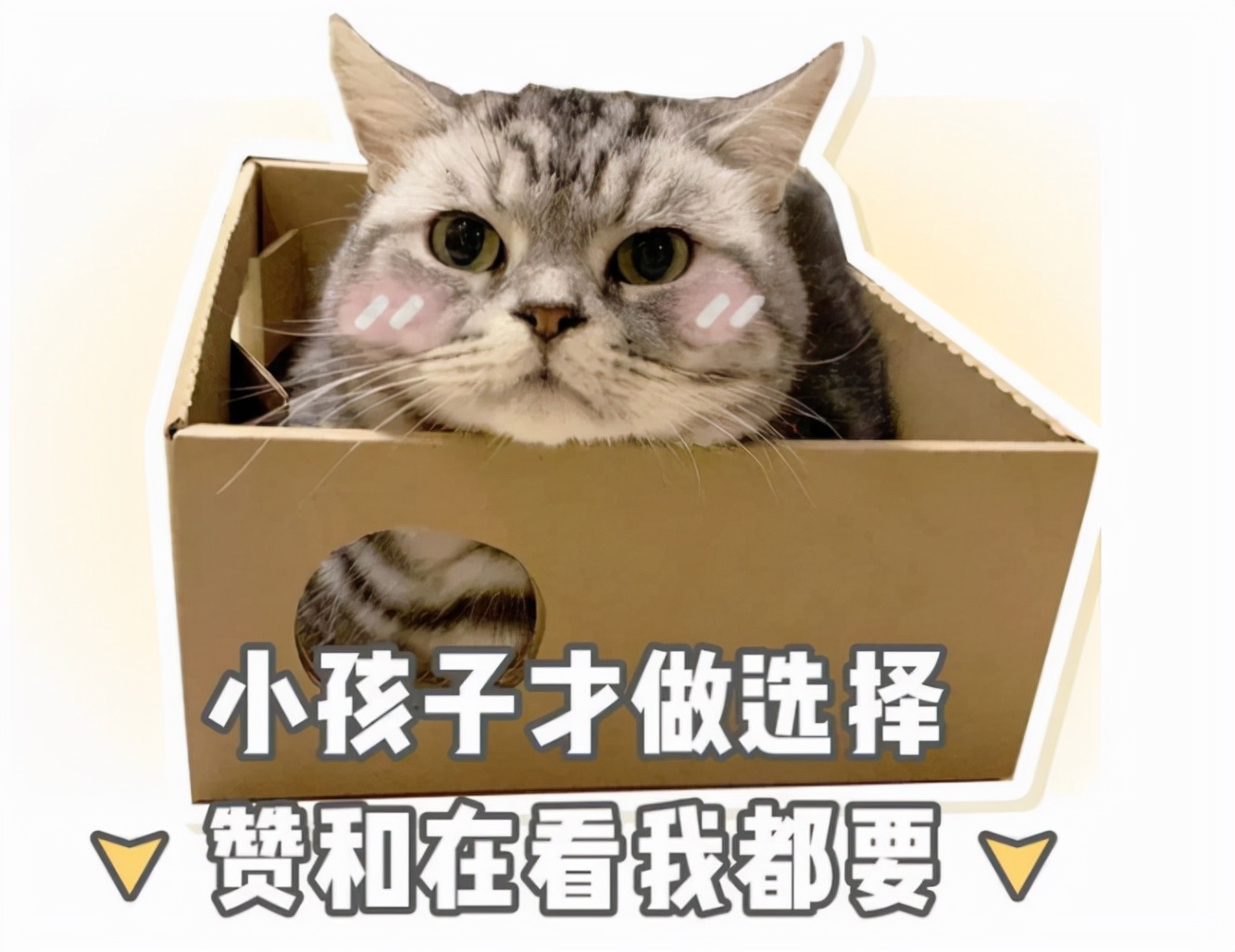 缅因猫都很温柔么,缅因猫优点和缺点分析