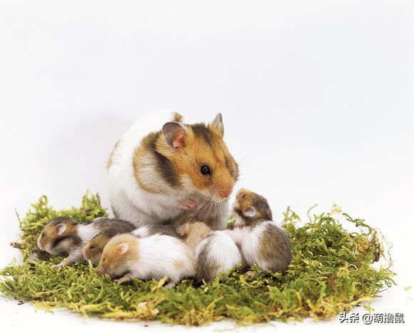 仓鼠怀孕后的注意事项,仓鼠生育注意什么事项图片
