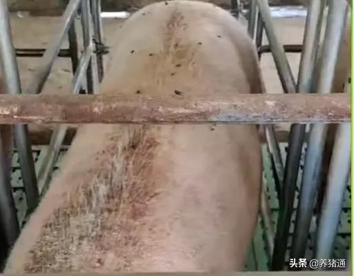 猪场常见疾病,猪场常见的10大疾病