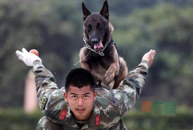 马犬为什么不怕人吓它,什么马犬最可怕