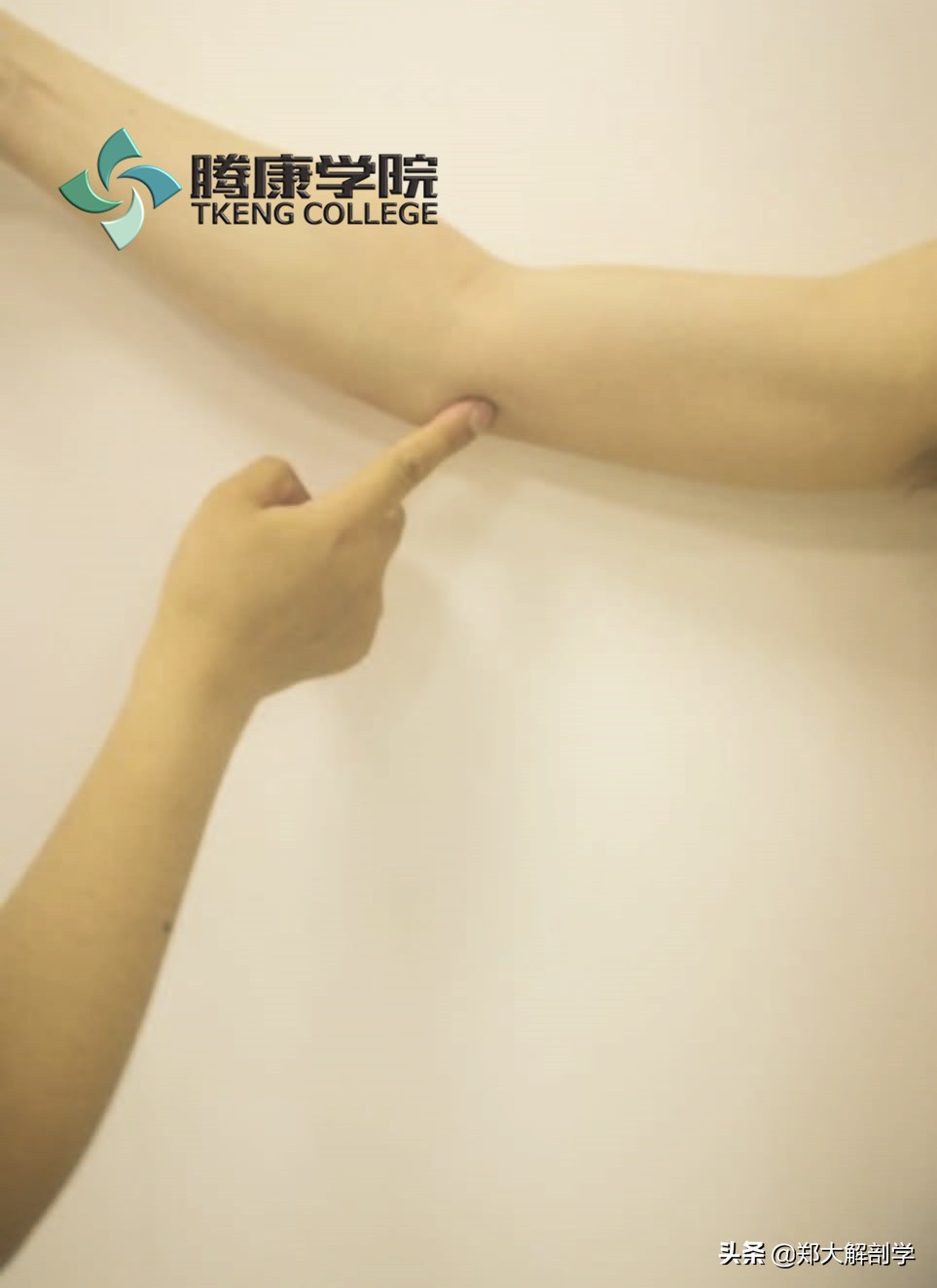 臂丛三束的主要分支,臂丛锁骨下部的主要分支及分布