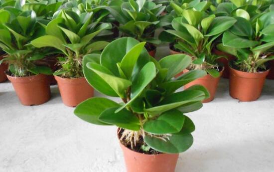 紫边碧玉和碧玉哪个好养,碧玉的养殖方法和注意事项