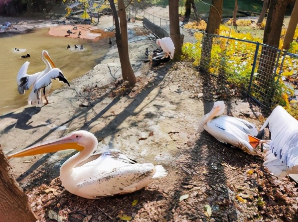 今起东北虎园大门票半价!近百种珍稀动物,带你走进现实版动物世界!