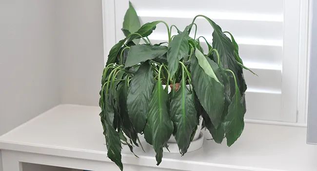 大植物叶子发黄干枯如何补救,四季青叶子发黄枯萎掉落怎么补救