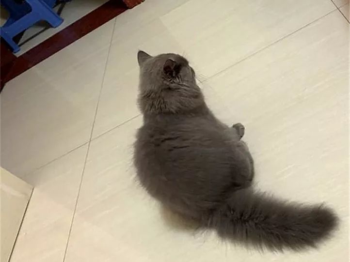 长毛猫和短毛猫哪个更好养,长毛猫和短毛猫哪个更打理