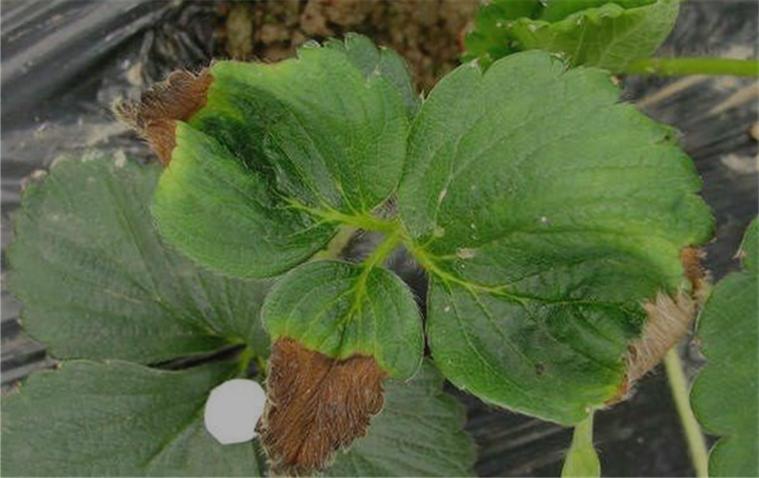 草莓新芽枯病,草莓叶子皱缩焦枯