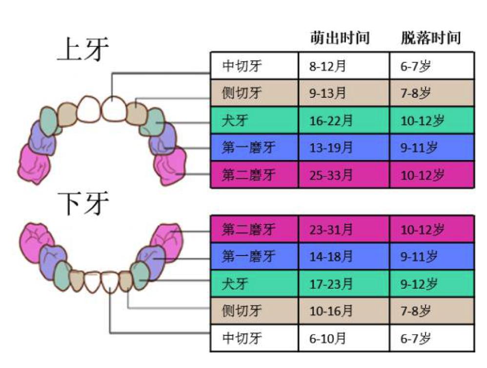 儿童换牙什么时候能换好,儿童换牙时间一般在几岁左右开始