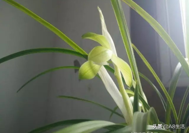 春兰张荷素兰花介绍,每日一品中国兰花春兰