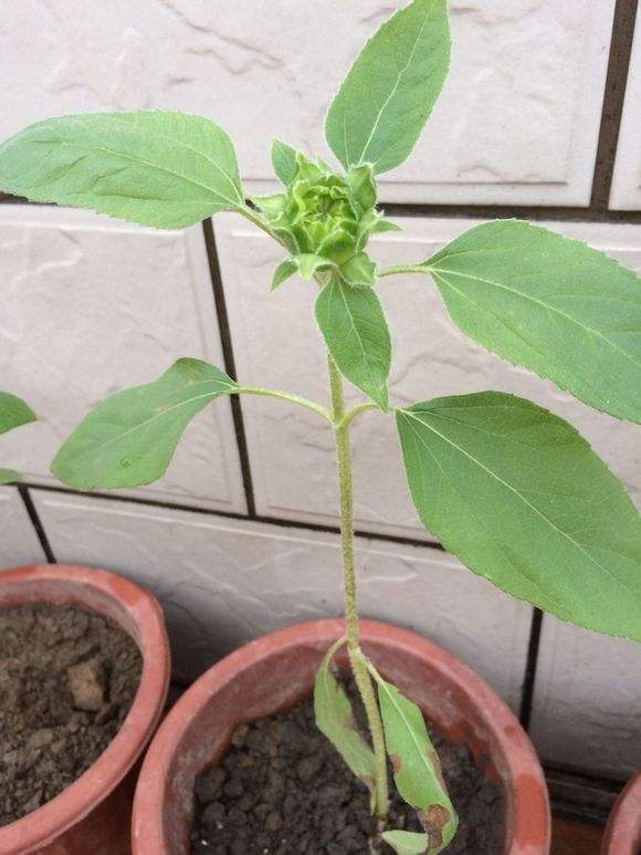 让向日葵快速盛开,盆栽向日葵长得又细又长怎么办