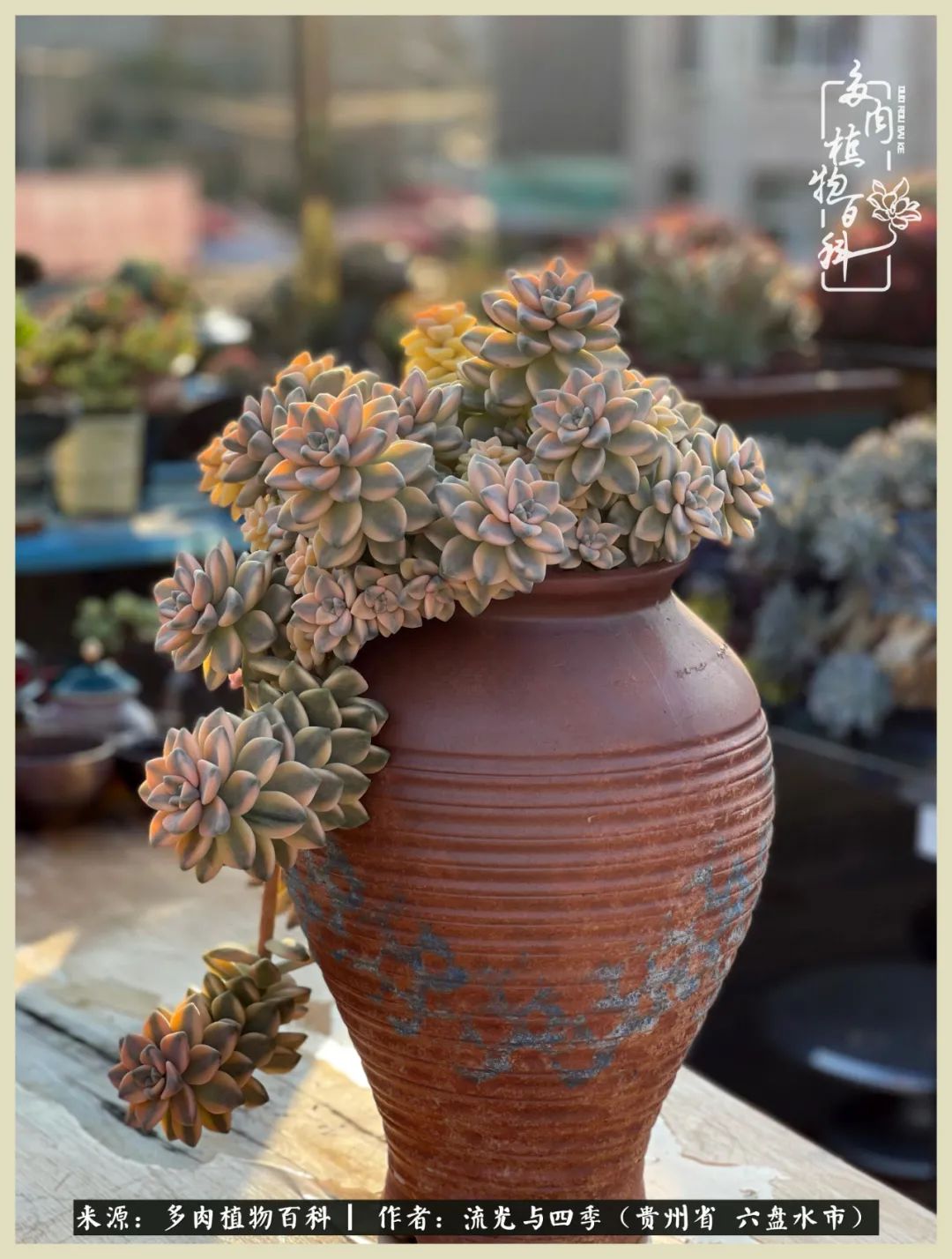 国庆假期你快乐吗？来，凉都美肉与你相伴一一小乌木的霸气东云