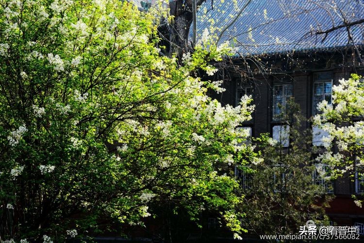 山西农大美丽的校园,山西农大校园风光