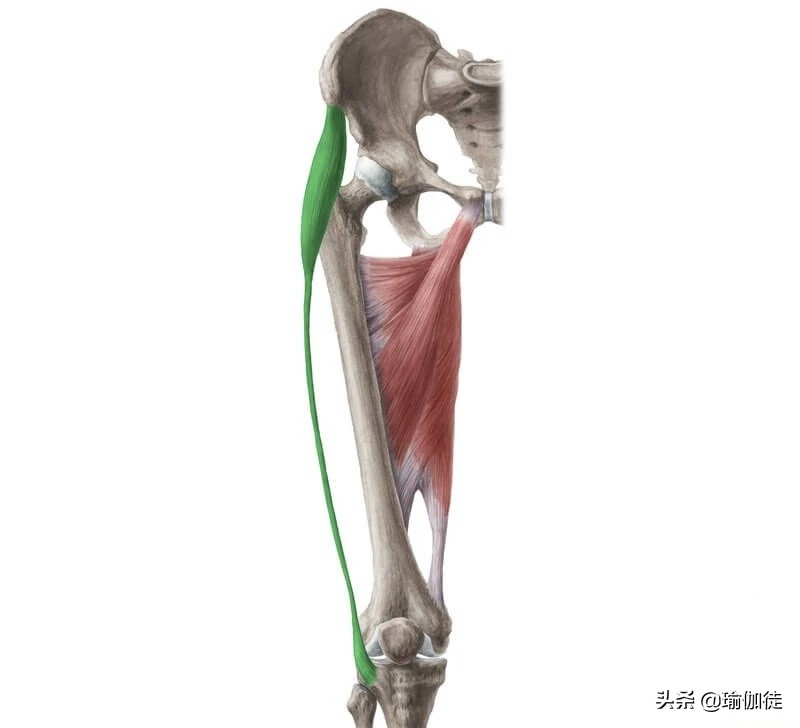 阔筋膜张肌引起臀部疼痛,怎样快速治疗阔筋膜张肌