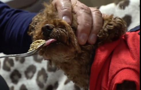 老人被小狗咬了有什么征兆,被溺爱的狗狗如何纠正