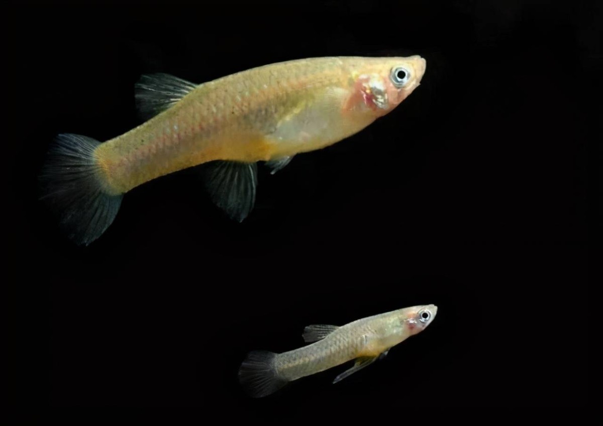 食蚊鱼能灭绝蚊子吗,蚊子物种入侵