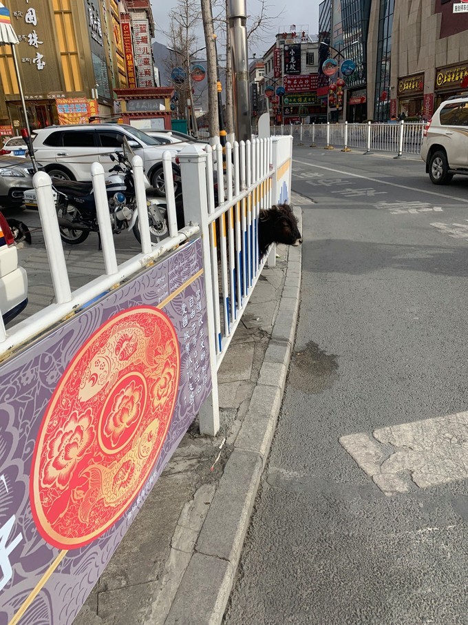 冬天去拉萨的感受,在拉萨几点晒太阳最舒服