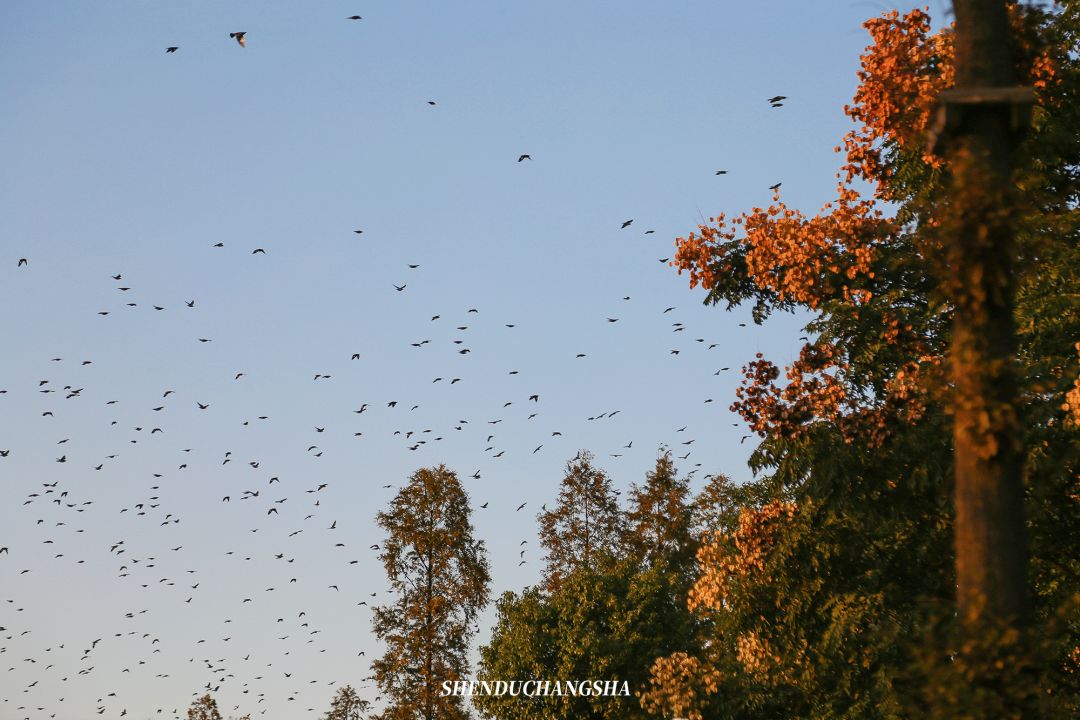 长沙秋季旅游景点推荐,长沙旅游攻略必玩的十大景点推荐