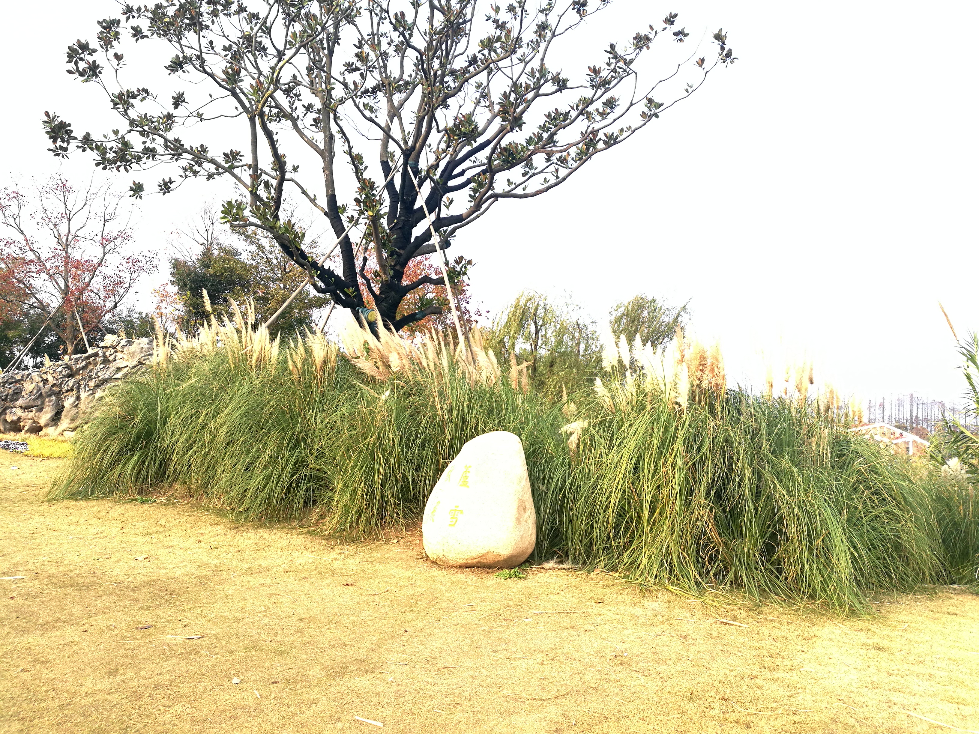 上海崇明岛郊野公园扩建工作,崇明长兴岛公园规划