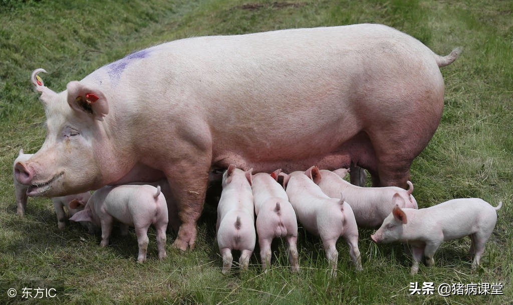 养猪技术|母猪尿路感染发病特点及防治