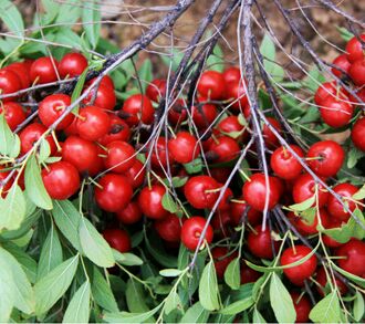 农村发现的这种野果你吃过吗,哪些野果是钙果