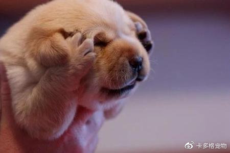 狗狗出生多久打疫苗,狗狗四联疫苗怎么打