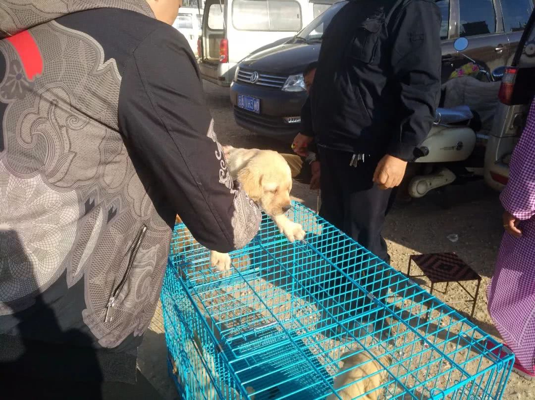 拉布拉多犬多少钱能买到,拉布拉多犬市场价格幼犬
