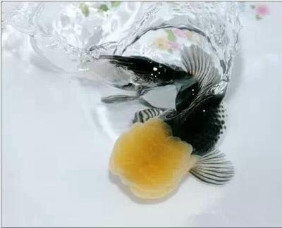 这些五彩斑斓的金鱼养眼又养心,最美的观赏金鱼值得一看