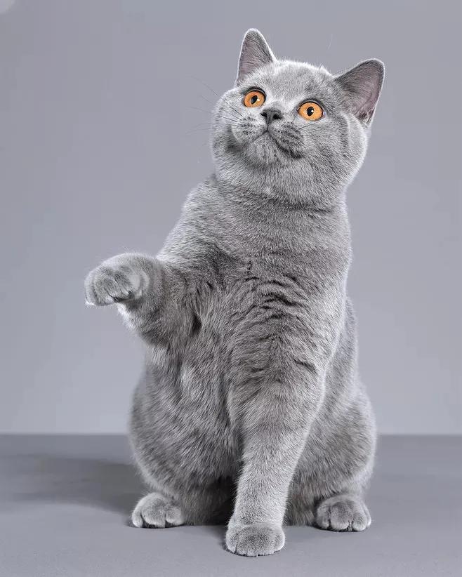 有没有一种方法让猫咪不要叫,怎么喊猫咪才能让猫咪过来呢