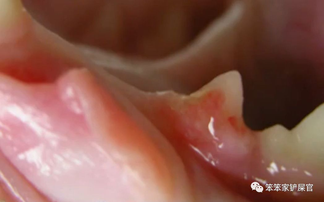 猫咪牙齿发炎最好的方法,猫咪牙齿有哪些问题