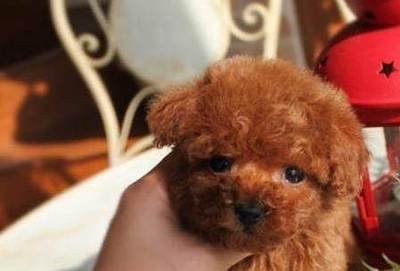 泰迪犬为什么这么凶,泰迪犬咬人怎么改掉这个坏习惯