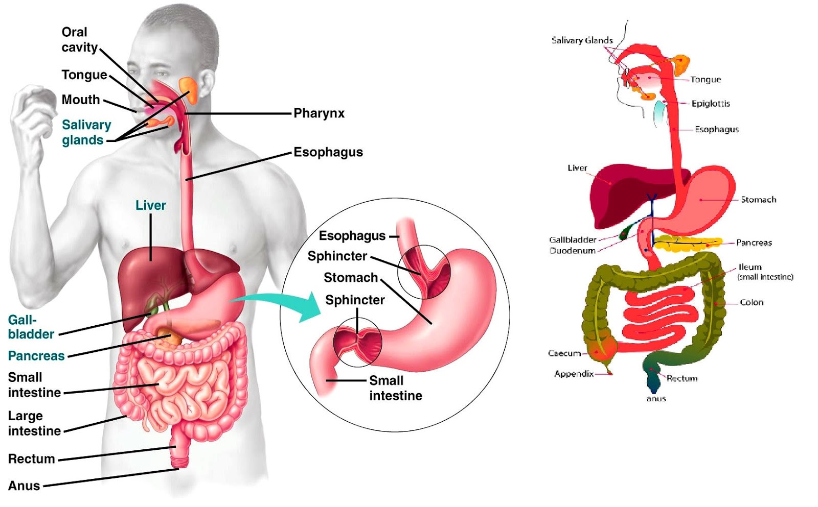 所有鲸的粪便都很值钱吗,诡异又神秘的鲸