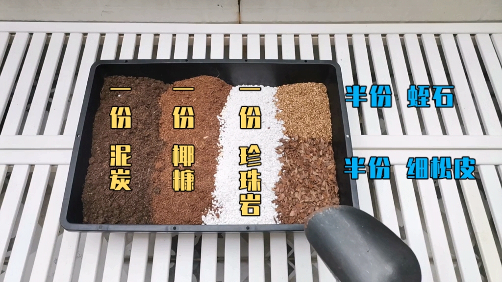 酢浆草播种技巧,酢浆草怎么播种