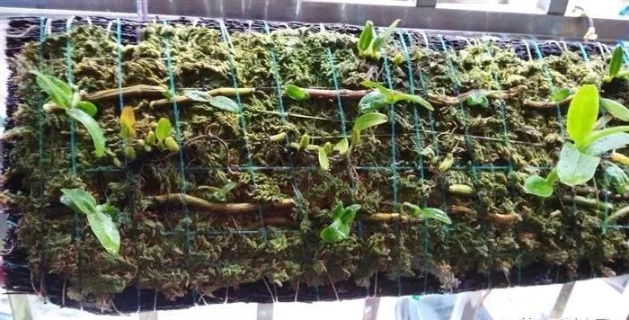 檀香石斛野生,檀香石斛兰麝香