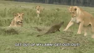 体格娇小的“平头哥”蜜獾，为什么能在非洲草原上横行霸道？