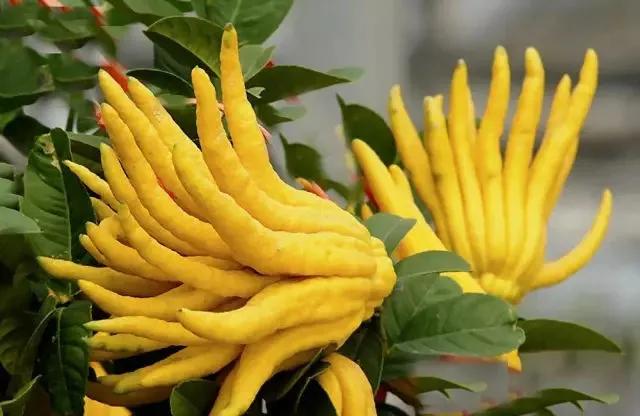 适合院里养十大最吉利树,家中宜种什么吉祥树