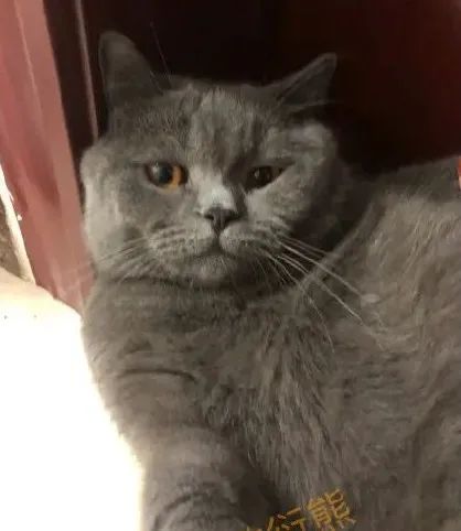 猫是只好猫，但被网友这么一弄…哈哈哈哈哈没脸见人了