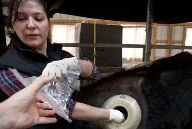 奶牛身上开洞是怎么回事,牛身开洞是什么原因