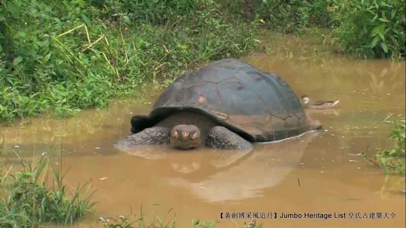 世界上最长寿的象龟多少岁,迄今发现最长寿的龟