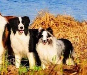 边牧犬喜乐蒂,边牧犬和喜乐蒂串串图片