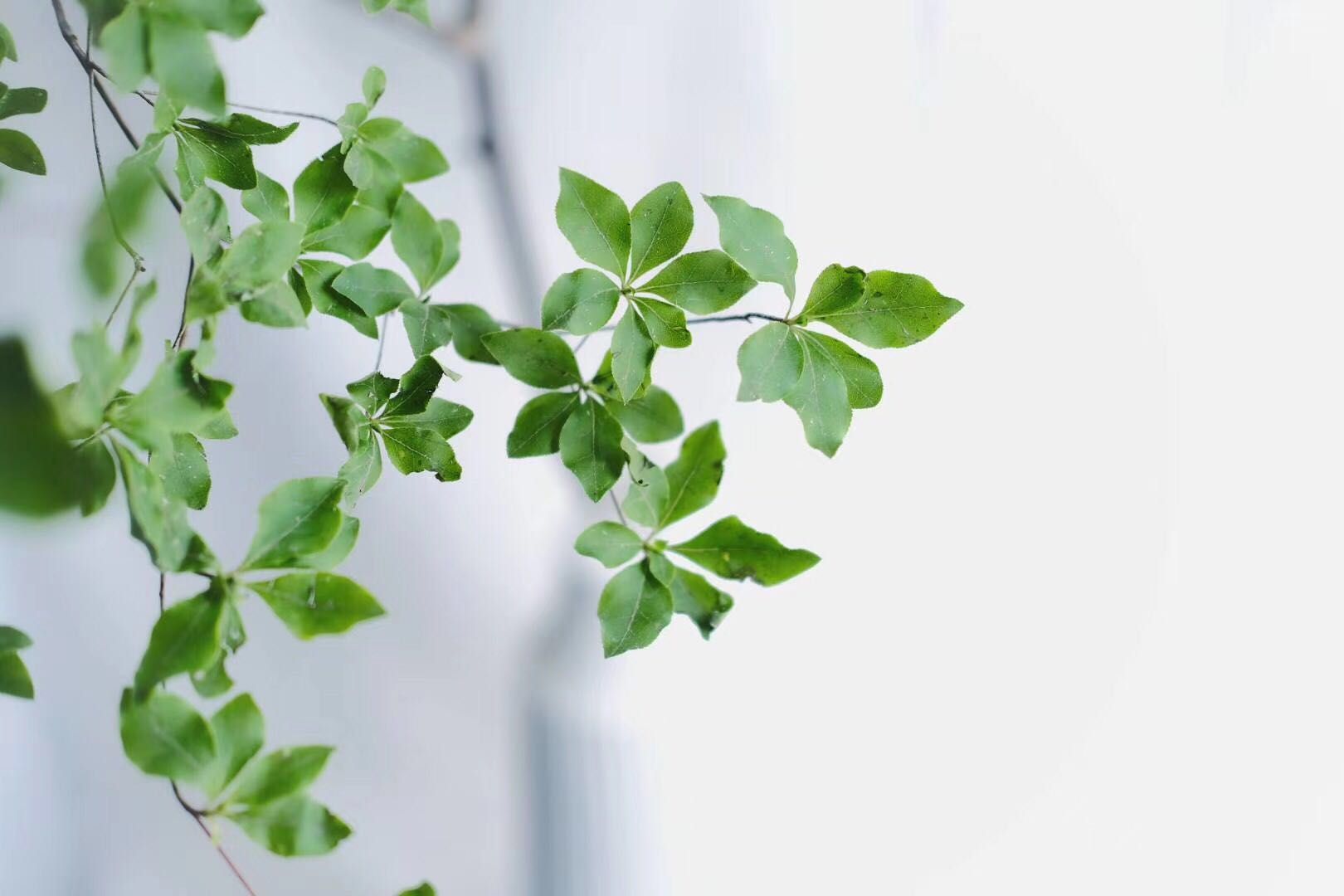 宋.赵师侠词选读30首