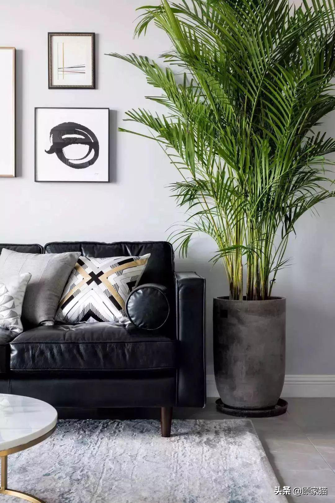 顾家猫,顾家猫家装平台