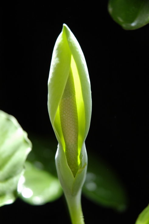 滴水观音冬天冻烂根了怎么能救活,滴水观音叶子发黄烂根怎么办