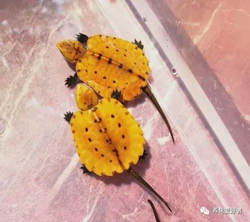 如何判断龟多大年龄,如何知道龟是男是女