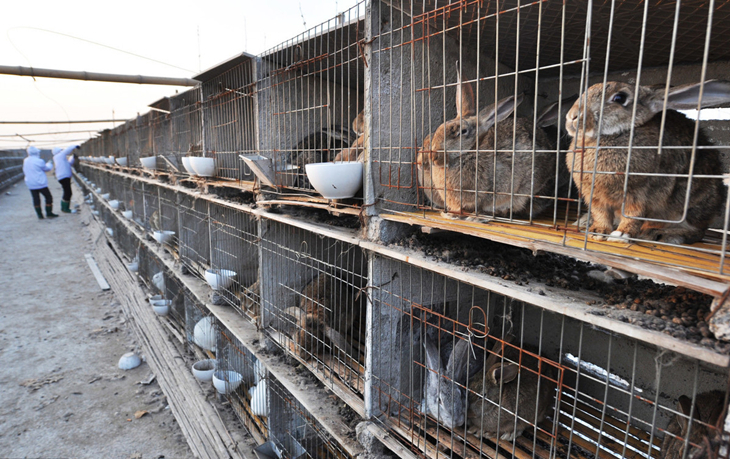 养兔养法,养兔技巧饲养家兔有六忌